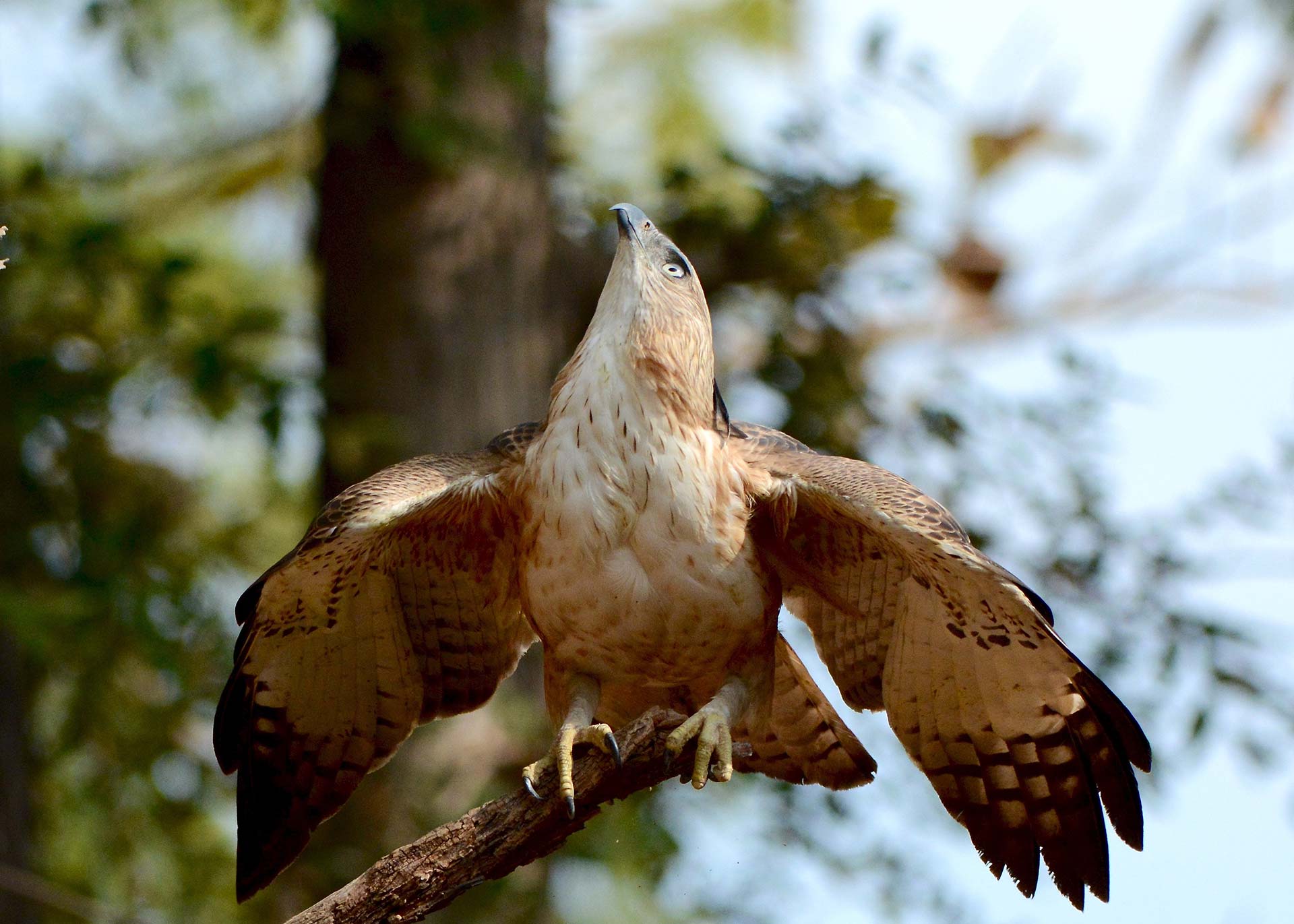 Crested-Hawk-Eagle-Tadoba