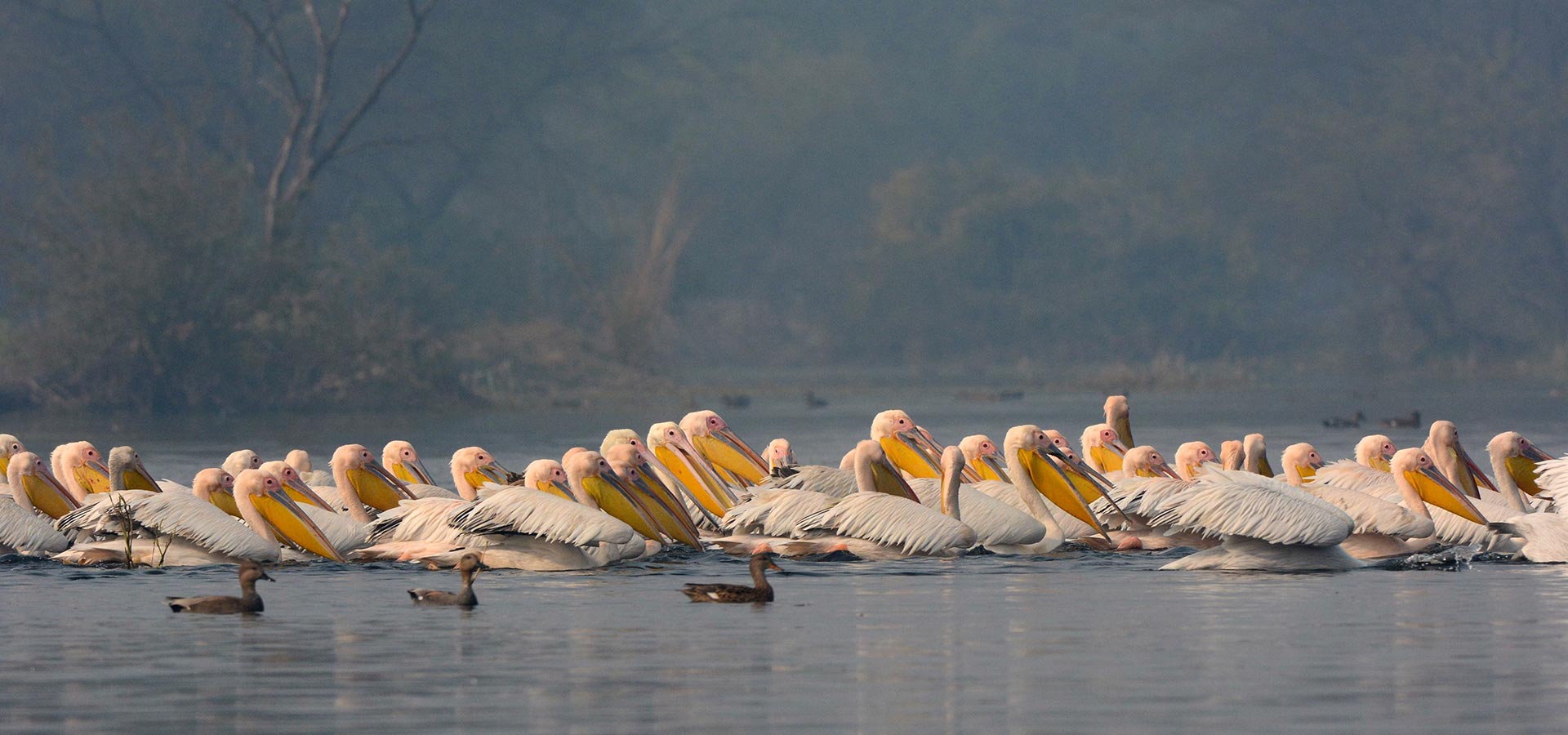 Pelicans-Bharatpur